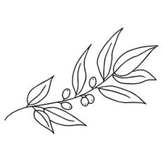Olive Branch