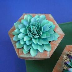 Succulents Bundle