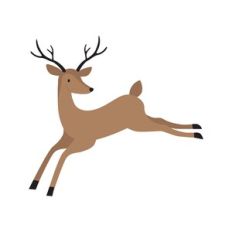 Reindeer