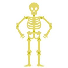 Jointed Skeleton