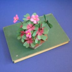 Clover Plant