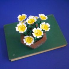 Poached Egg Plant