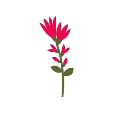 Blooming Flowers