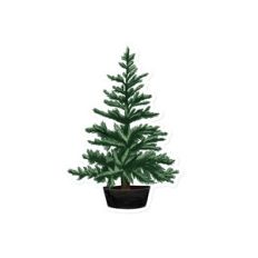 Fir Tree
