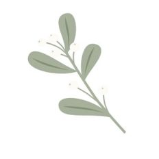 Sprig and White Berries
