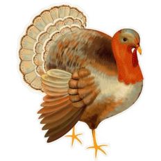 turkey