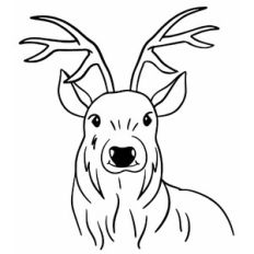 Reindeer