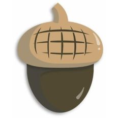 acorn