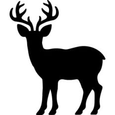 Reindeer