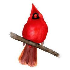 Watercolor Cardinal Bird Printable for Christmas Cards, Journals, Planners and Crafts