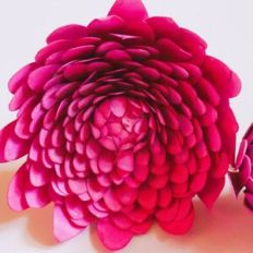 Philophrosyne Chrysanth