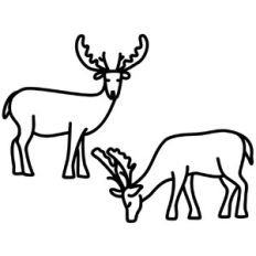 Deer