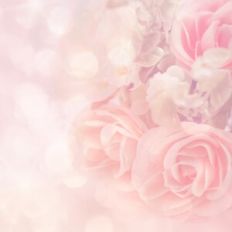 Pretty Rose Background
