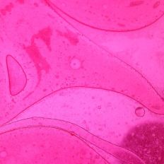 Valentine Texture Background