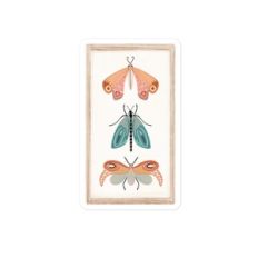 Bug Display