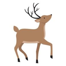 Deer