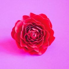 Venus Ascot Rose