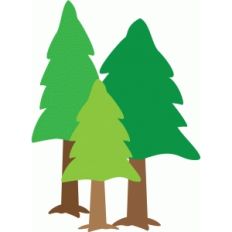 forest trees