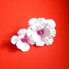 Venus Flower