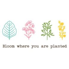 Botanicals - Bloom where you are planted