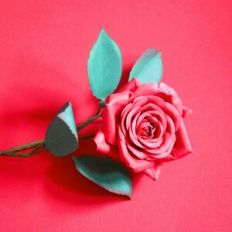 MG Valentine Rose