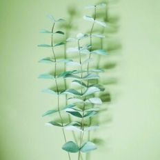 True Blue Eucalyptus
