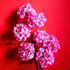 MG Prunus Sakura