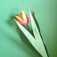 Double Tulip