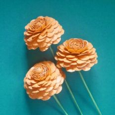 Ranunculus Cloni Mambo