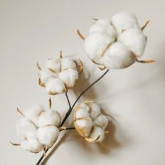 5 Petal Cotton Flower