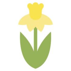 Daffodil