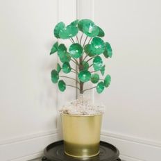Chinese Money Plant