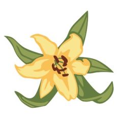 Lily