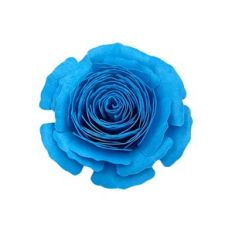 SPIRAL FLOWER 15