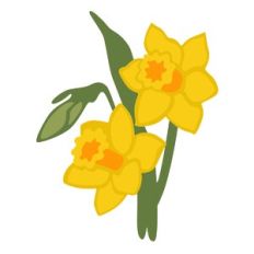 Daffodils