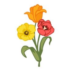 Tulips
