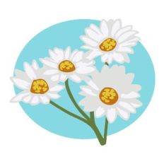 Daisies