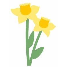 daffodils