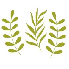 Leaves and branches