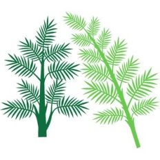 branches
