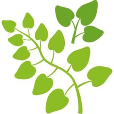 branches