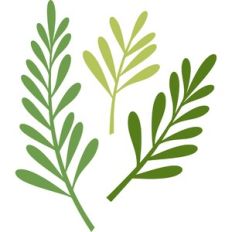 branches