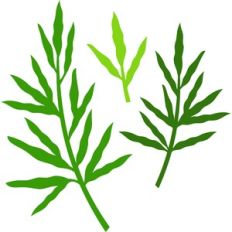 branches