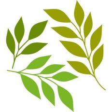 branches