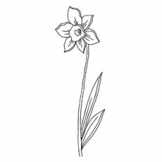 Daffodil