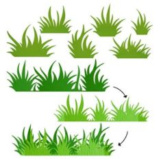 Grass