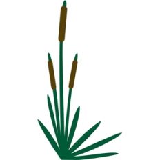 cat tails