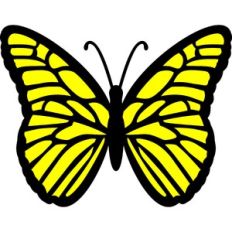 butterfly