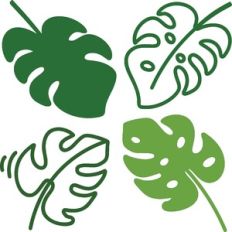 Monstera Leaves