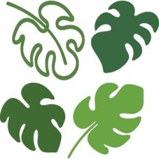 Monstera Leaves